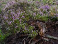 Blühende Besenheide bei ehemaligem Torfabstich